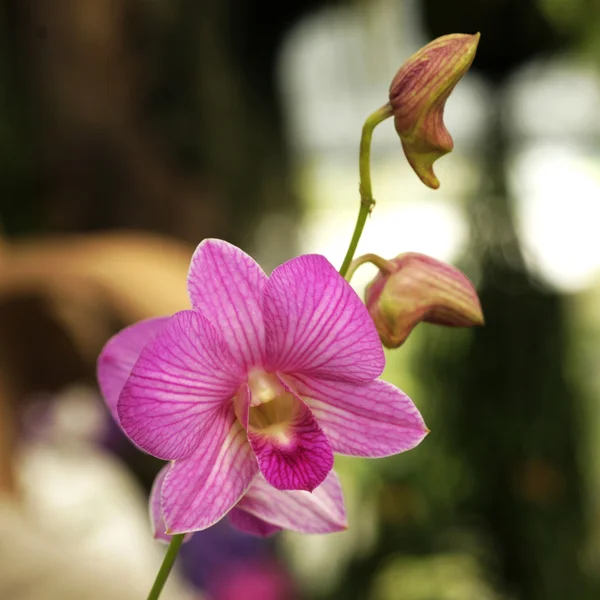 Fiori rosa orchidea — Foto Stock