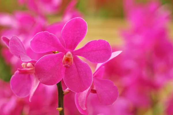 Orquídea de flores rosadas —  Fotos de Stock