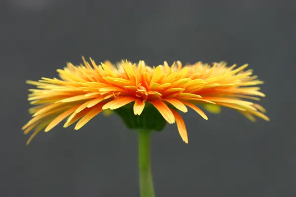 Gerbera giallo fiore — Foto Stock