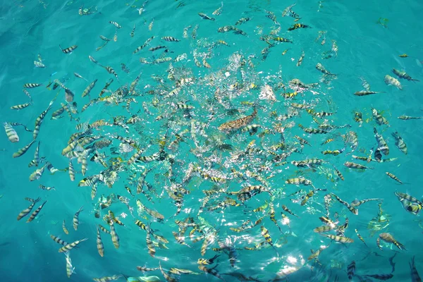 Färgglada tropiska fiskar i havet — Stockfoto