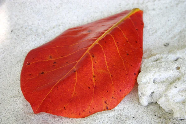 Czerwony liść na plaży — Zdjęcie stockowe