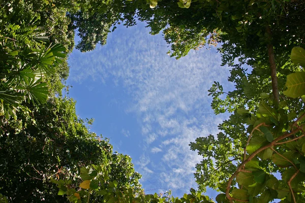 熱帯林での空のハート形 — ストック写真