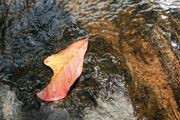 Осенний лист в луже — стоковое фото