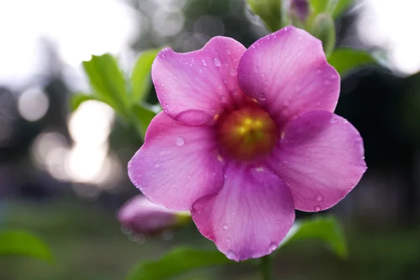 Allamanda-Blüten — Stockfoto
