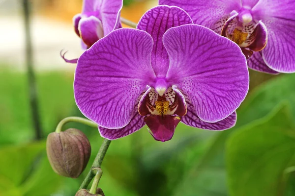 Paarse bloemen orchid — Stockfoto