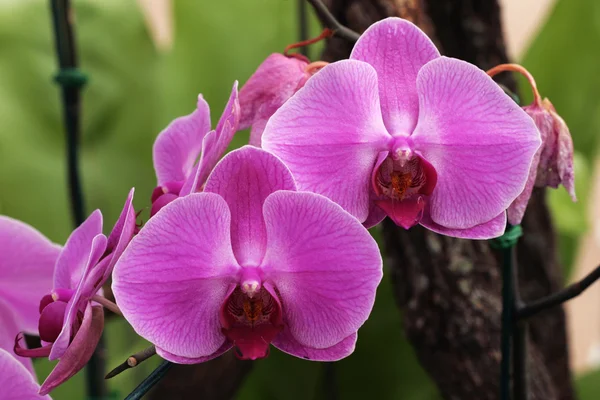 Фіолетові квіти орхідеї — стокове фото