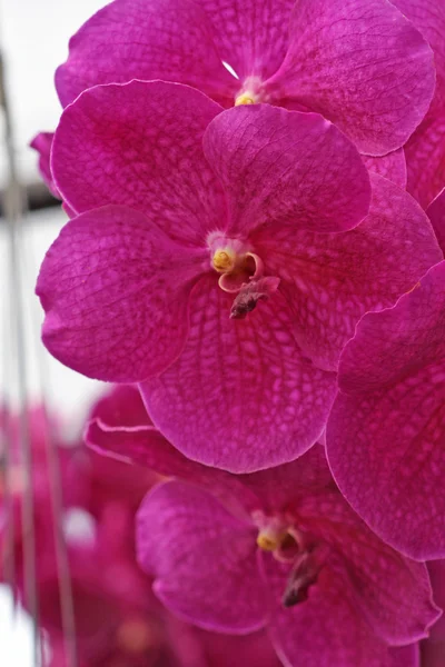 보라색 꽃 난초 — 스톡 사진