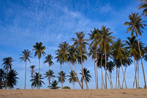 Coconut Palms on the Beach — Stock Photo, Image