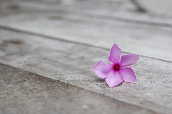 Violettes Immergrün auf Holz — Stockfoto