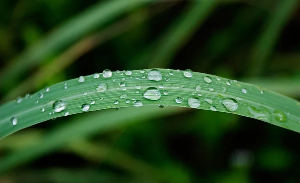 Goccioline d'acqua su foglia verde — Foto Stock