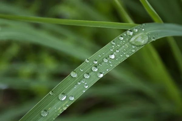 Wassertropfen auf grünem Blatt — Stockfoto