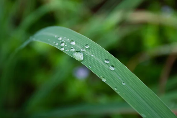 Vattendroppar på gröna blad — Stockfoto