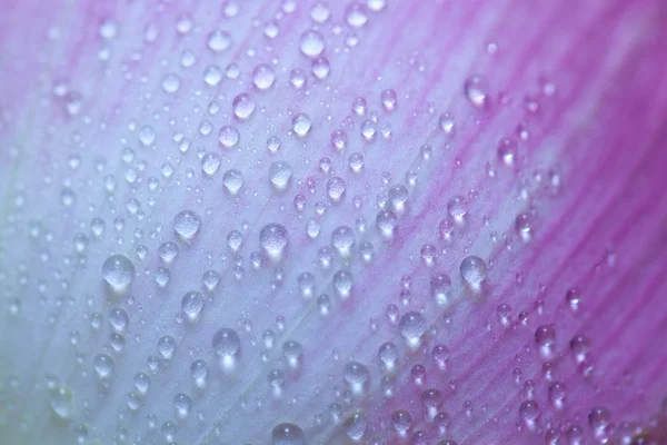 Stock image Lotus petals background