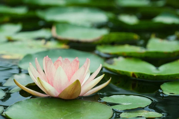 Lys d'eau avec feuille de lotus sur l'étang — Photo