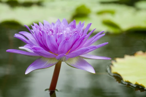 Water lily met lotus leaf op vijver — Stockfoto