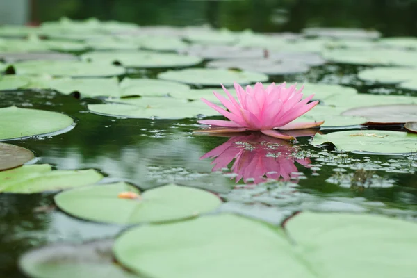 Giglio d'acqua con foglia di loto sullo stagno — Foto Stock