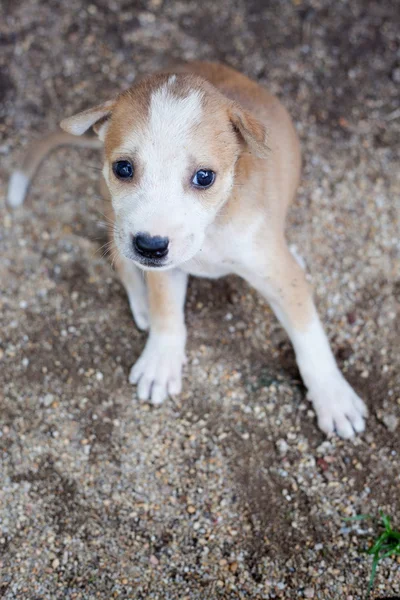 Yavru Köpek.