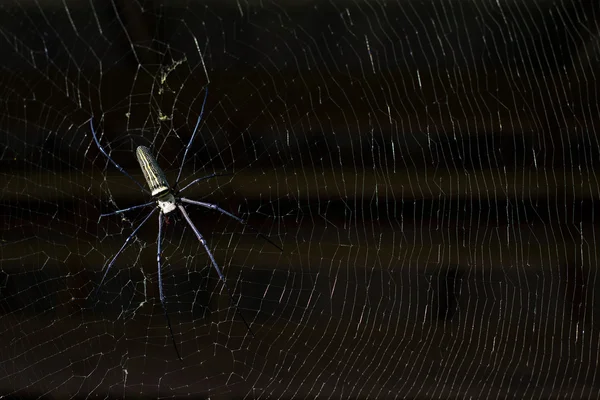 Tropiska spindel i nätet — Stockfoto