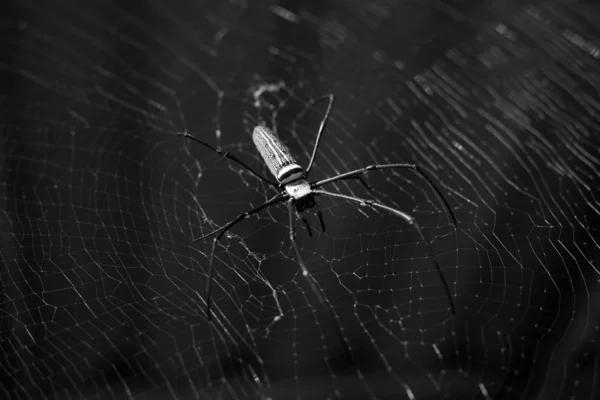 Тропический паук в сети — стоковое фото