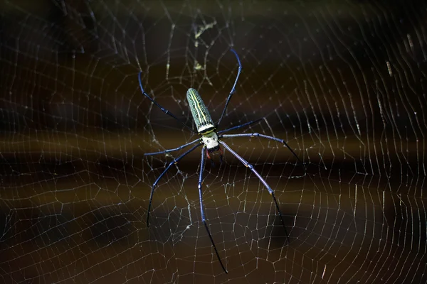 ウェブで熱帯のクモ — ストック写真