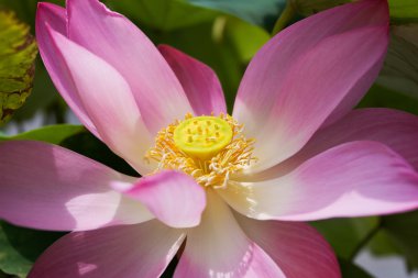 pembe lotus