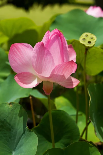 stock image Pink Lotus