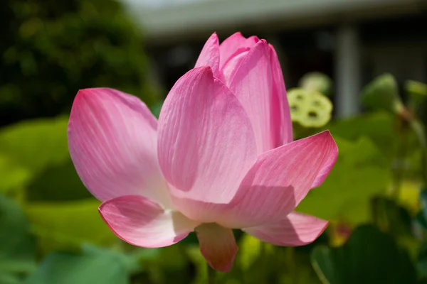 Pink lotus — Stock Fotó