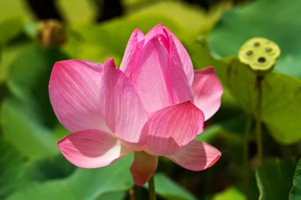 Pink lotus — Stock Fotó