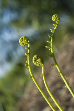 Fiddle Head Fern clipart