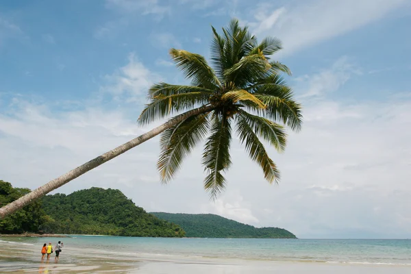 海滩上的椰子 — 图库照片