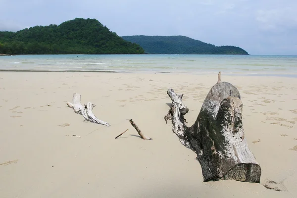 Driftwood on the Beach — Stock Photo, Image