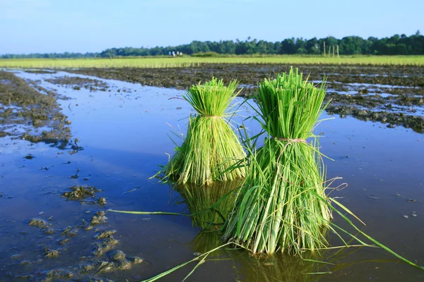 Ris växterna — Stockfoto