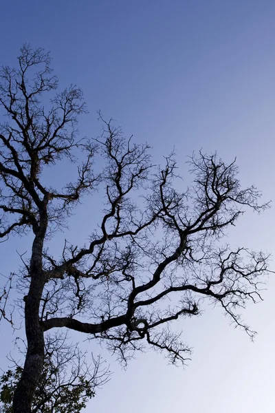 Een silouetted boom — Stockfoto