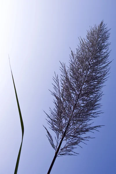 Силуэт травы — стоковое фото