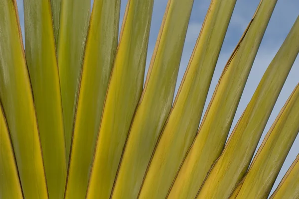Detail van Traveller's Palm — Stockfoto