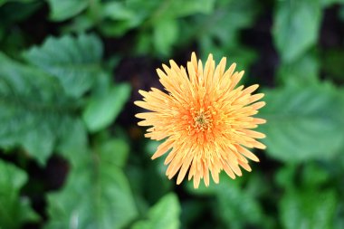 Sarı gerbera çiçek