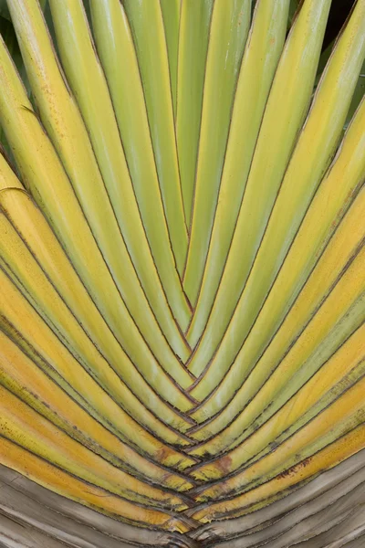 Detail of Traveller's Palm — Stock Photo, Image