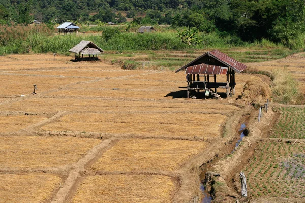 Rice területen Észak-Thaiföldön — Stock Fotó