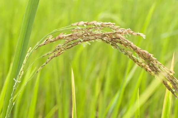 Рисовое затмение — стоковое фото