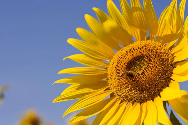 Honigbiene auf Sonnenblume — Stockfoto