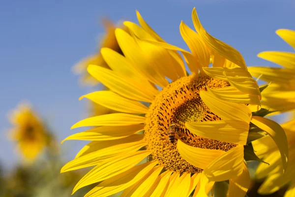 Honingbij op zonnebloem — Stockfoto