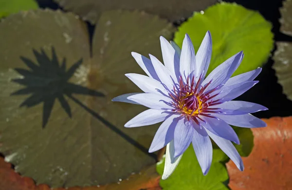 Blauwe lotus met de schaduwen — Stockfoto
