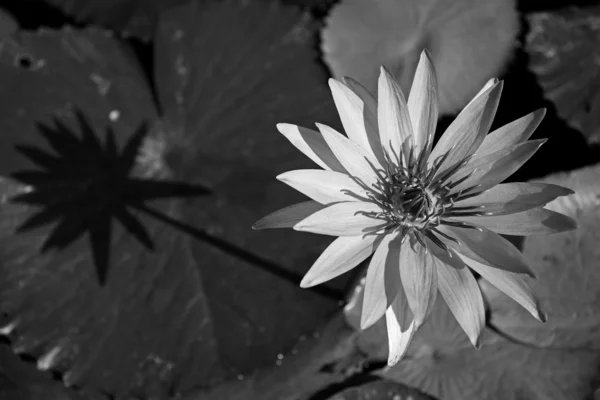 B&W lotus — Stok fotoğraf