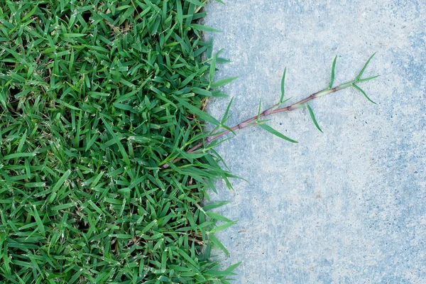 Wall and grass background — Stock Photo, Image