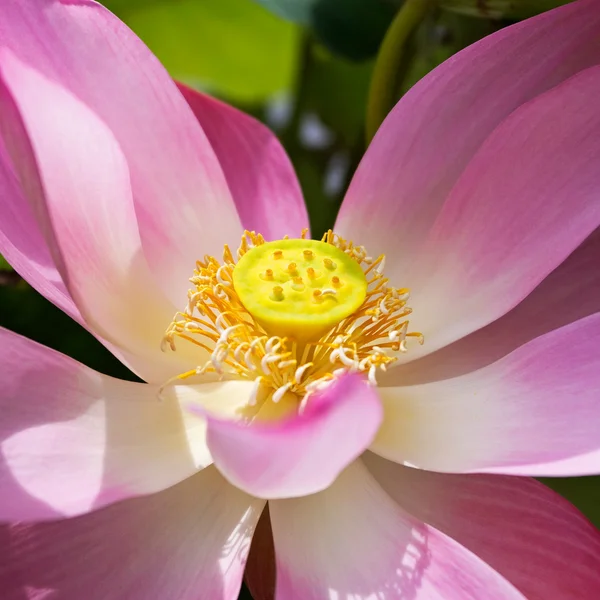 stock image Pink Lotus