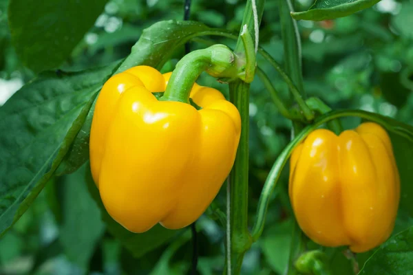 stock image Yellow paprika