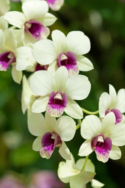 Close-up van orchideeën — Stockfoto