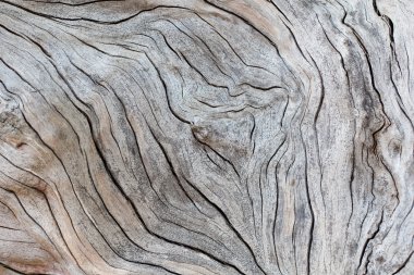 Old wood texture