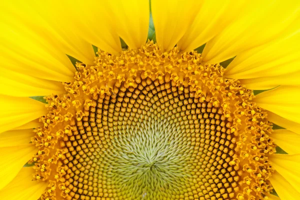 stock image Sunflower