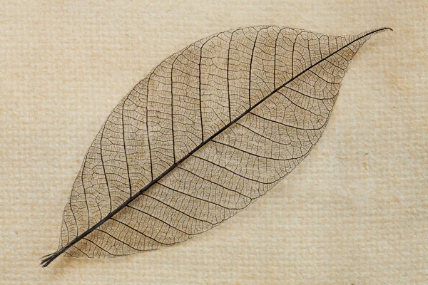 Suchy liść przezroczysty — Zdjęcie stockowe